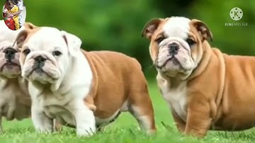 LAGU ANAK POPULER 2022 CITCITCUIT/convert DITHA SOFYAN cipt.sunar one