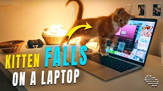 Kitten Falls Walking on a Laptop