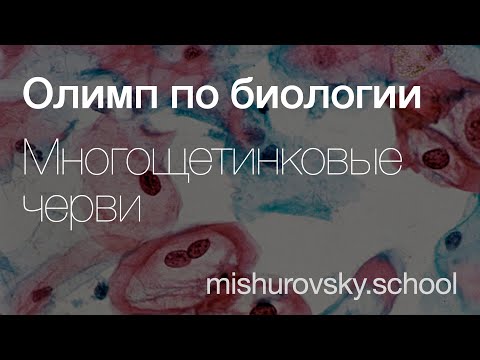 Особенности Многощетинковых червей | Олимпиадная биология