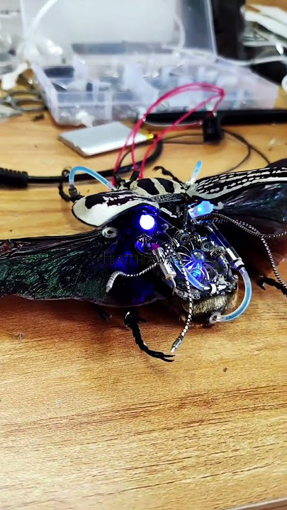 A Beetle Robot Masterpiece Is Almost Complete
