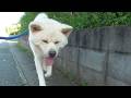 【秋田犬ゆうき】夕方はまだまだ暑いので日陰から日陰へと渡り歩けるコースを選んでお散歩をする【akita dog】