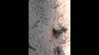 Softshell turtles hatching at lake wauberg