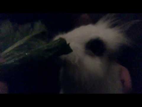 Dwarf Rabbit, Gimli, Eating His Greens