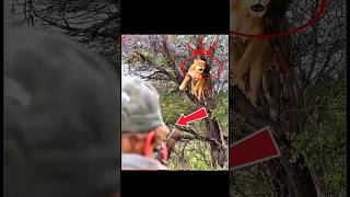 Большая охотничья стрела, дерево, вау, охота Сегодня очень #lion#life#hunting# chasse#challenge#edit