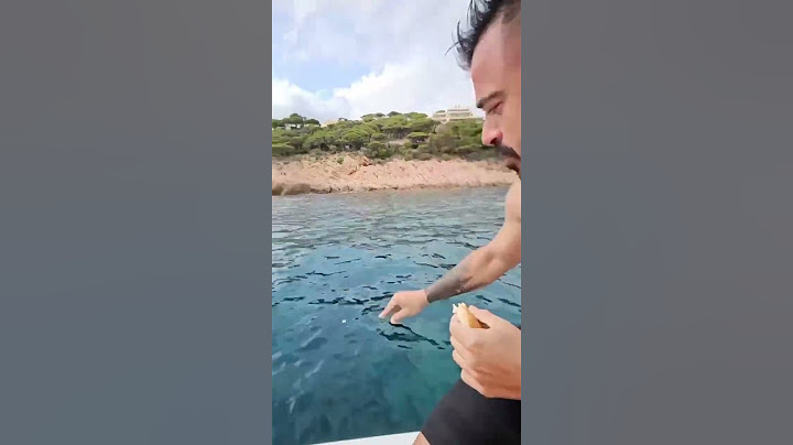 ME MORDIÓ UNA PIRAÑA TIGRE | Valentí Sanjuan #shorts