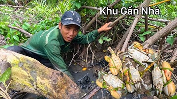 Luồng Vào Khu Gần Nhà Tìm Hải Sản Không Ngờ Bắt Cua Được Nhiều Về Đãi Bạn Xuống Chơi