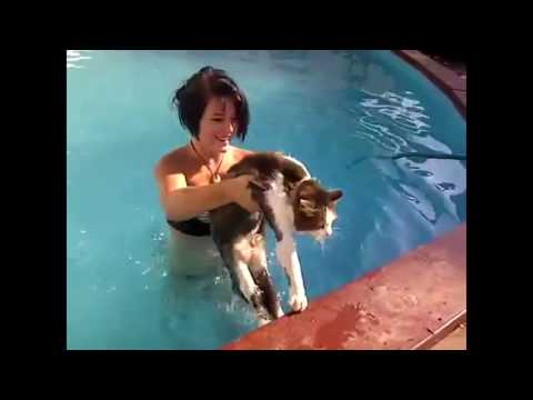 funny-cats-in-water-compilation-2017