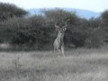 Kudu as close into the wind you ever seen