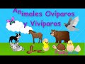 Animales  ovíparos y vivíparos para niños . Videos educativos para niños.
