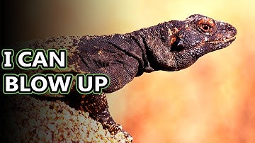Chuckwalla facts: with a name like that they must be interesting | Animal Fact Files