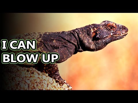 Chuckwalla facts: with a name like that they must be interesting | Animal Fact Files