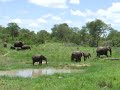 CHARLIZE&#39;S HERD BY THE WATERHOLE