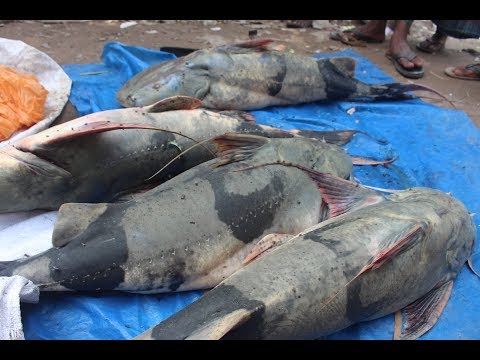 Joe Ludtke: Tools and Tactics for Targeting Channel Catfish | Catfish Conference 2017 from YouTube · High Definition · Duration: 45 minutes 3 seconds · 1,000+ views · uploaded on 3/13/2017 · uploaded by Catfish Conference LLC Joe Ludtke: Tools and Tactics for Targeting Channel Catfish | Catfish Conference 2017 from YouTube · High Definition · Duration: 45 minutes 3 seconds · 1,000+ views · uploaded on 3/13/2017 · uploaded by Catfish Conference LLC