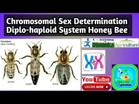 Chromosomal sex Determination Diplo Haploid system of 