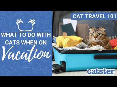 Video: Pet Sitter atau Boarding: a Vet's Take on the Choices for Your Pet