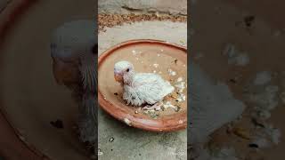 ক্লাসিক বাজিগারের বাচ্চা হলো এলবিনো বাজরিগার। #parrot #video
