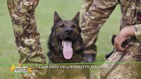 Come adottare un cane dell'esercito?