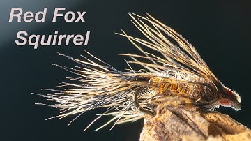 Red Fox Squirrel Nymph