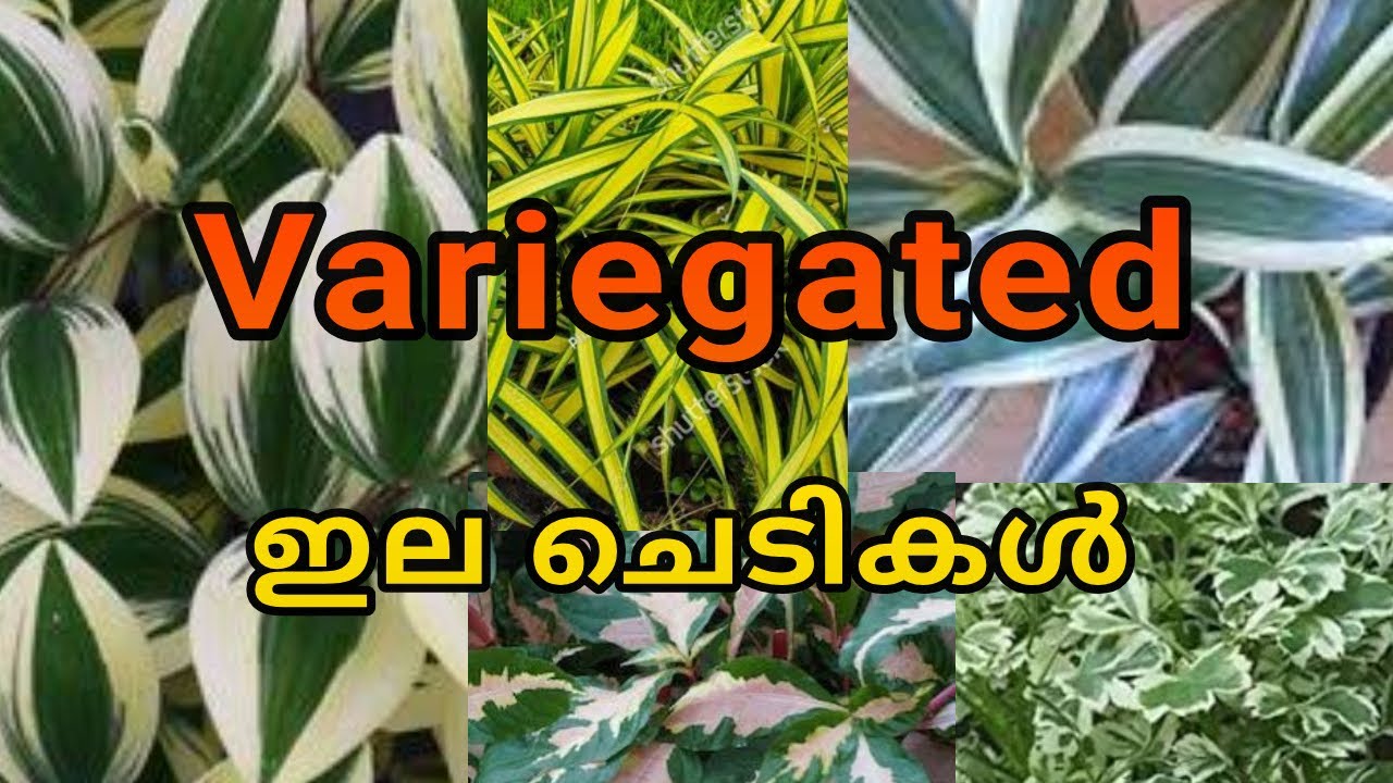 Растения с пестрыми листьями | Красивые листовые растения