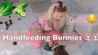 How I feed my Bunnies, prep lettuce and cucumbers, ASMR bunnies chewing! LOL So much cuteness 
