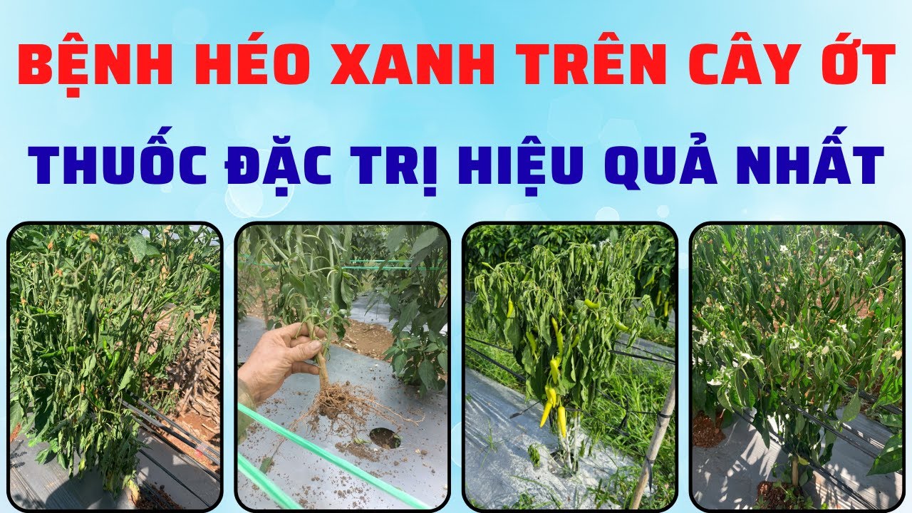 Thuốc Đặc Trị Bệnh Héo Xanh Trên Cây Ớt Sừng Vàng, Ớt Chỉ Thiên, Ớt Chuông, Ớt Xiêm Xanh