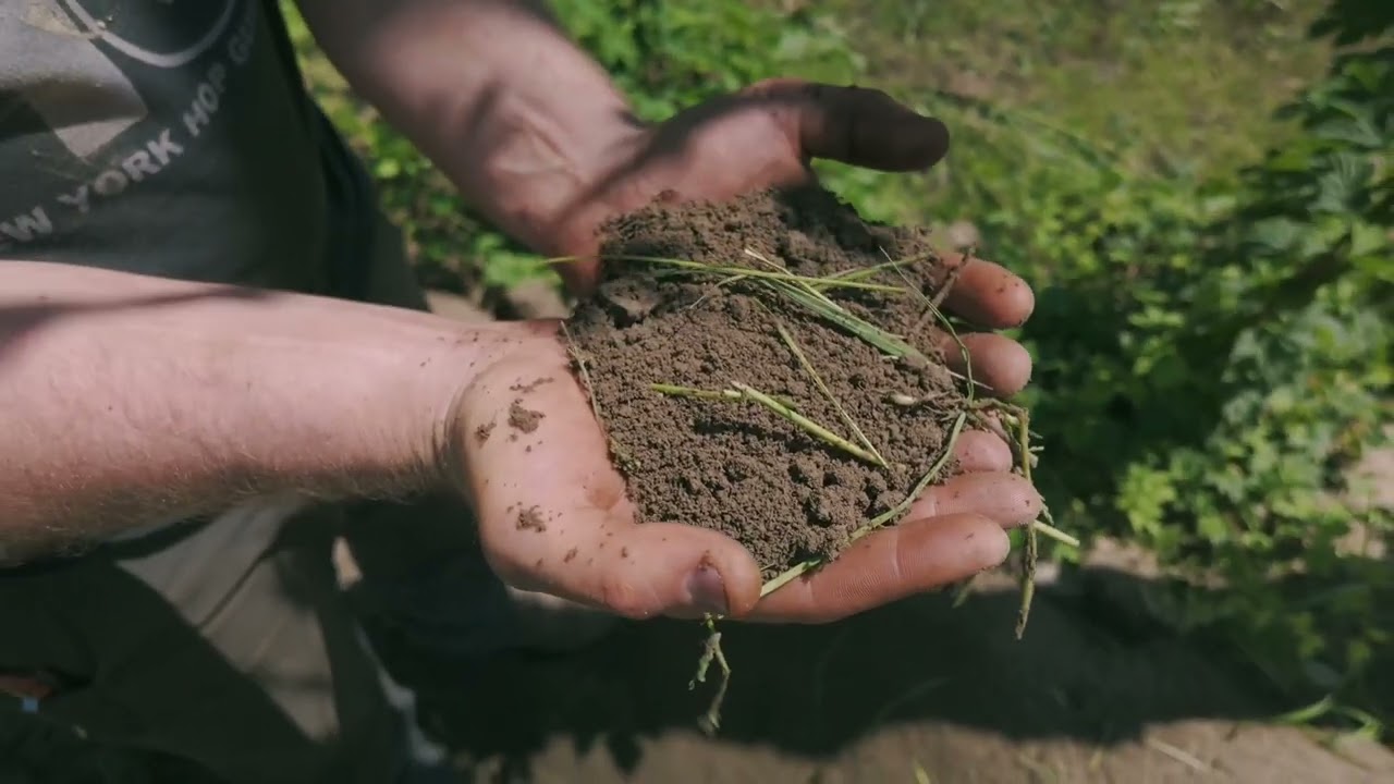 Hop Farming: Cultivation, Cover Crop, and Hilling