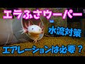 【ウーパールーパー飼育】エアーレーション・水流対策　エラふさウーパーうちの飼い方
