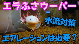 ウーパールーパー稚魚 Youtube