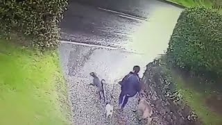 Dog Walker Dragged Away By Her Dogs