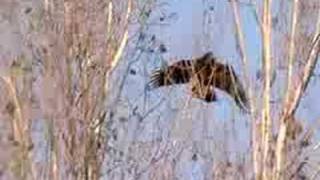 Soaring Juvenile Bald Eagle