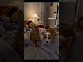 The owner takes away phones from a cat and a corgi. Cat finds a spare. They laugh and keep scrolling
