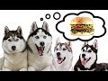 DANS LA TÊTE DES CHIENS 3 (PARODIE SPÉCIALE HUSKY)