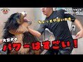 【初来店】大型犬の噛み犬トリミング!!バーニーズ編
