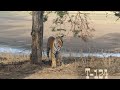 Amazing video of tiger roaring||T-124 RIDDHI 😍||Ranthambhore National Park||TIGERS Zone||