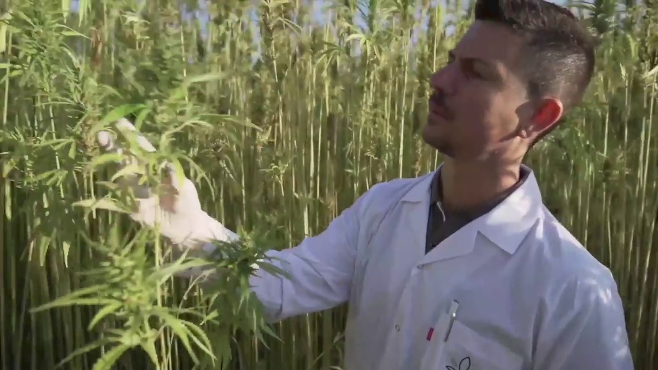 Cannacares CBD - Cultivation & Production Process