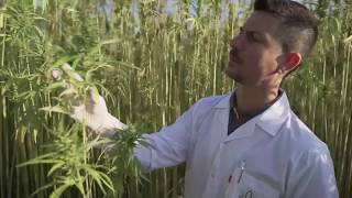 Cannacares CBD - Cultivation & Production Process