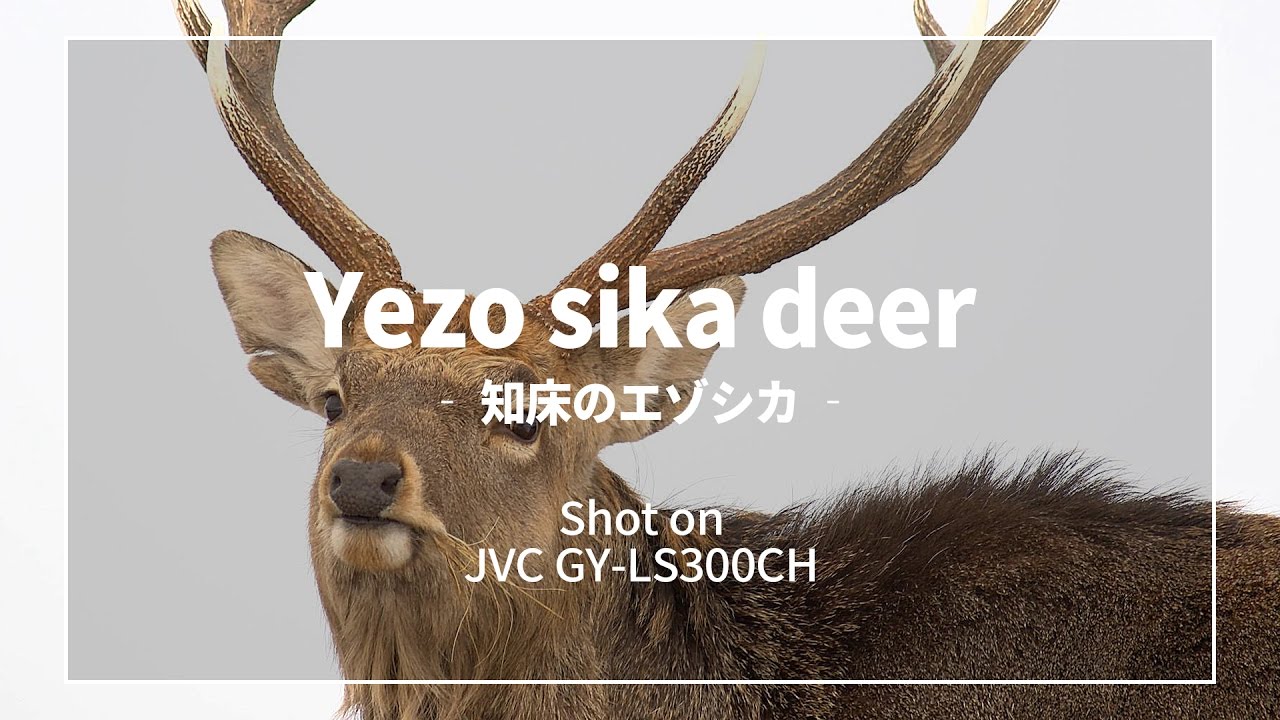 4K UltraHD】知床のエゾシカ - 斜里町 2016 Ezoshika Deer in