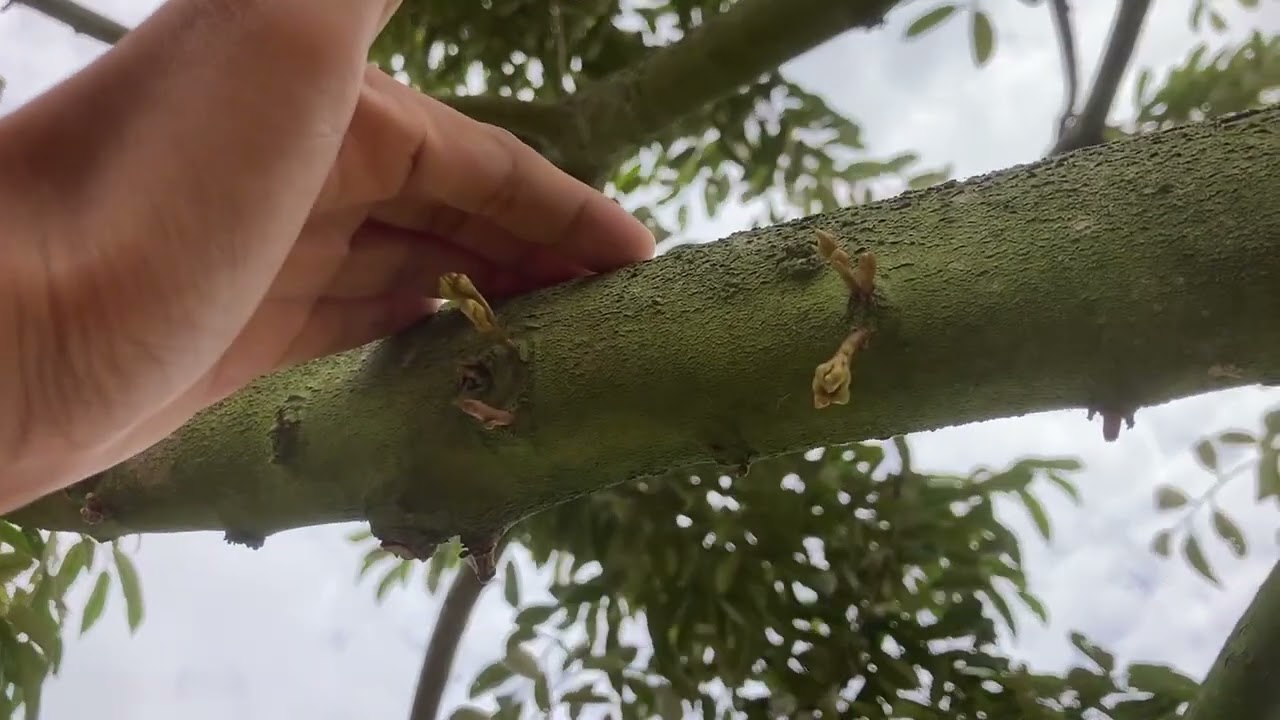 Sudah Ada 5 Mata Bunga