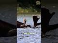 THE TERRIFYING SECRET POWER OF THE WILD MOOSE! #wildanimals #animals  #nationalpark #wildlife #Moose