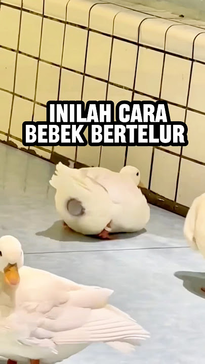 Perjuangan bebek ketika bertelur