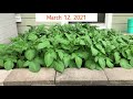 Tomato_Potato Update-March 2021