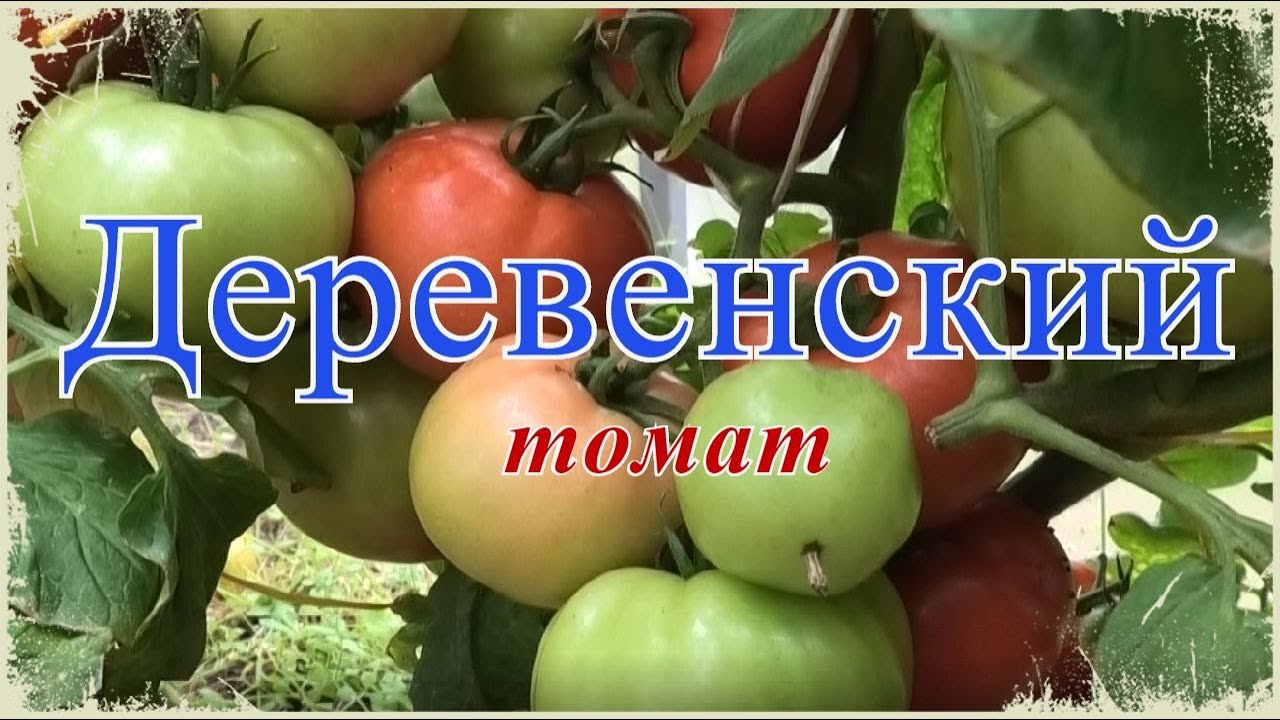 Томат Деревенский Фото