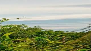 Burung Cucak Koreng Di Alam Liar