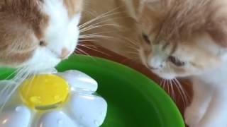 Catit Fuente Flower Fountain 3 lts video