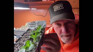Light intensity for growing seedlings