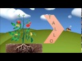 LAS PLANTAS:2°C