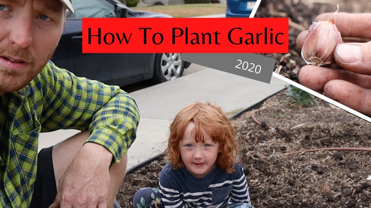 How To Plant Garlic GIANT GARLIC!!! YouTube