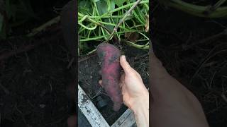 Could Your Soil Be Killing Your Sweet Potato Production