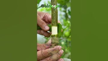 🍋 Propagate Lemon Trees Easily with Air Layering & Aluminum Foil! 🌿