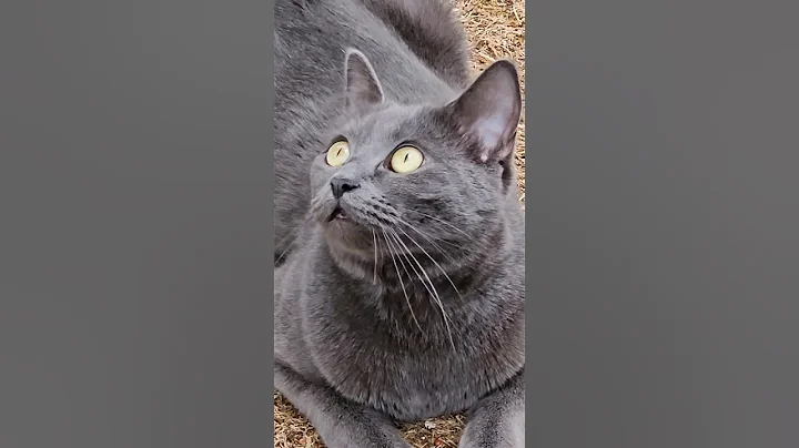Watch the video about RUSSIAN BLUE BEAUTY! 💙 #shorts #short